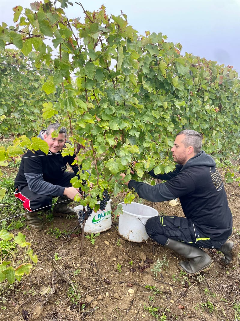 Deux personnes récoltent des grappes dans les rangs de vigne