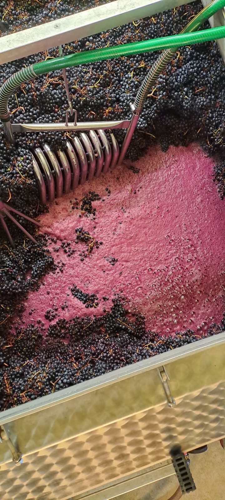 Les grappes et le jus au contact dans une cuve de vinification