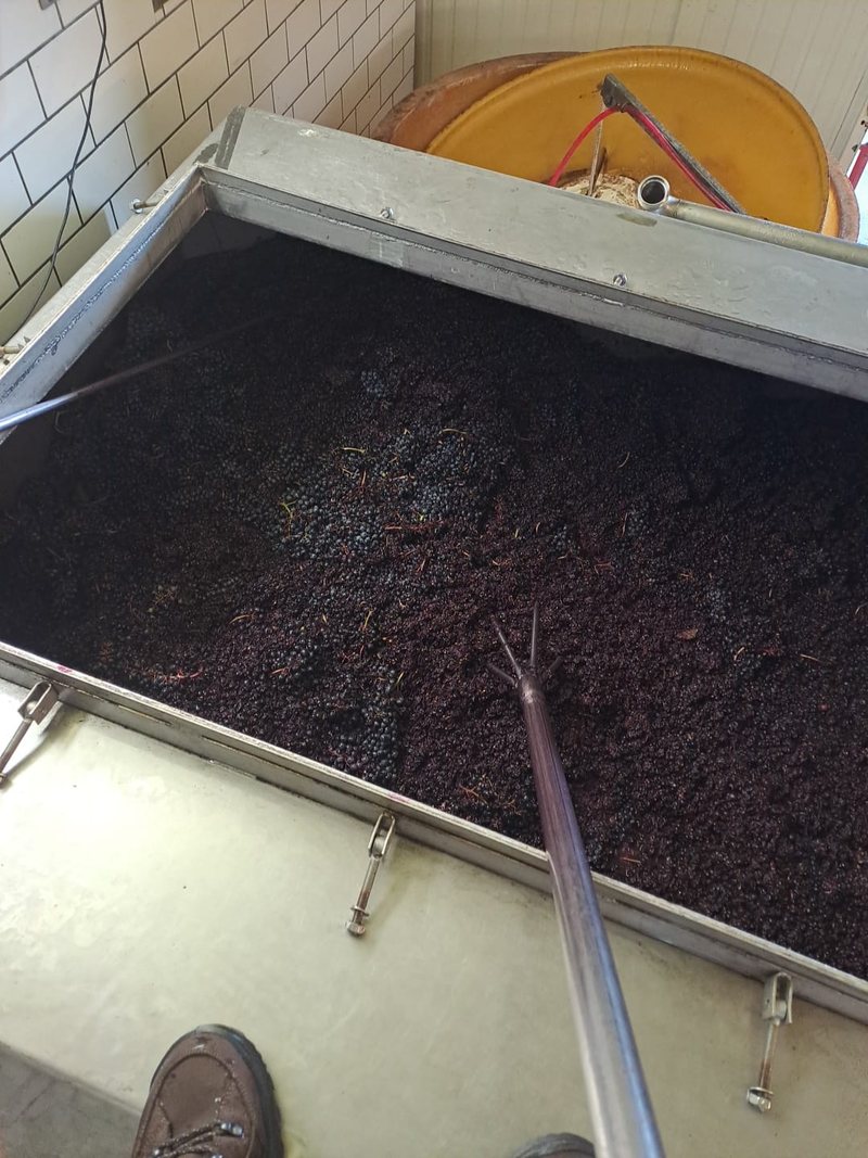Grappes entières et outil de pigeage dans la cuve du domaine