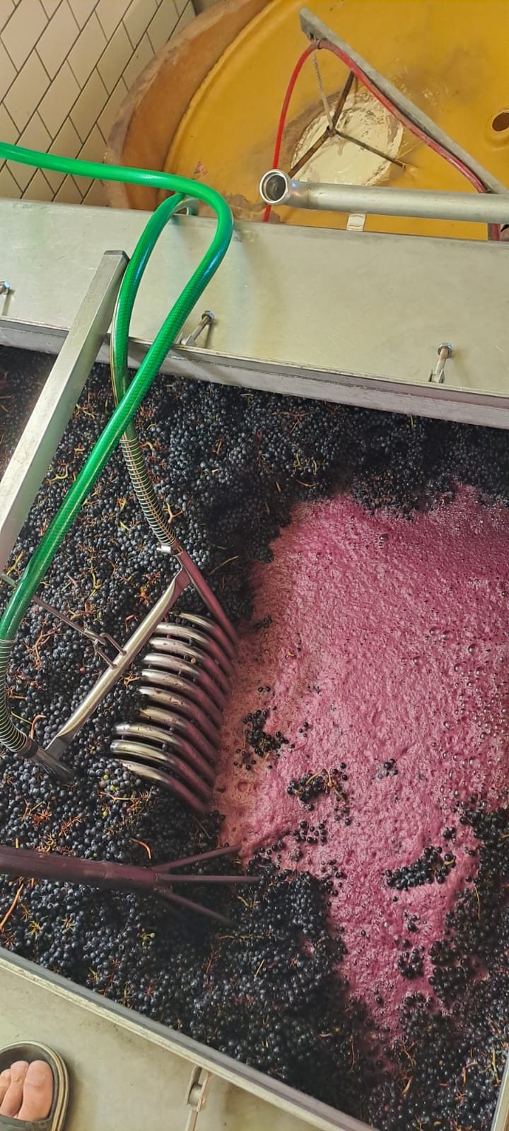 Jus en fermentation et grappes dans la cuve du domaine