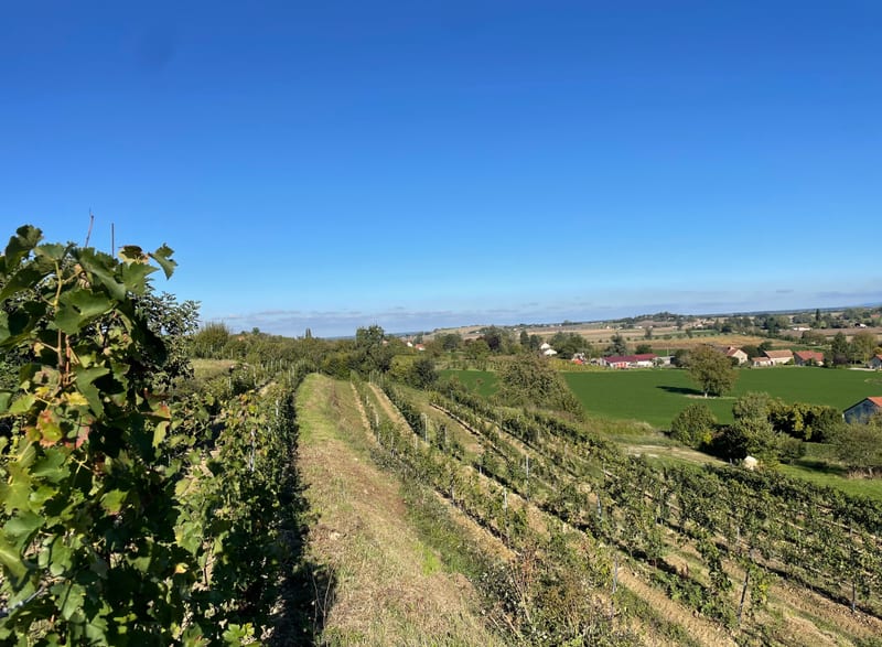 Des rangs de vigne sur un coteau, avec le paysage en arrière-plan