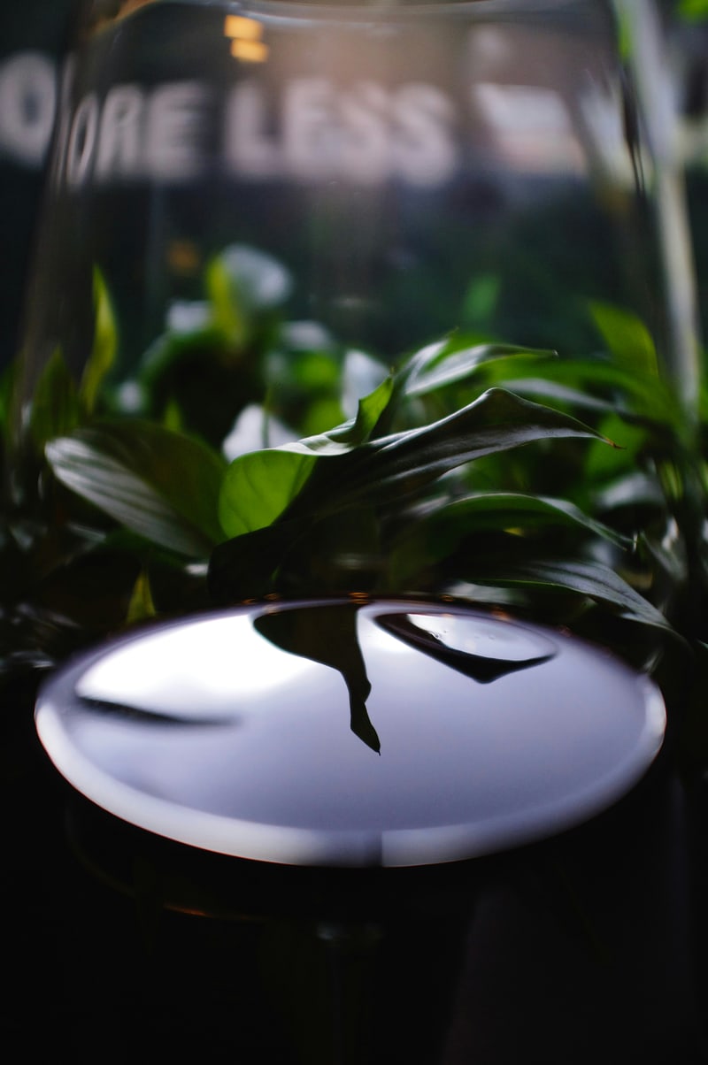 Photographie d’illustration : un verre de vin et des reflets de feuillage
